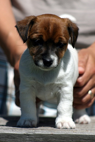 100628_ronja etu.jpg - Ronja